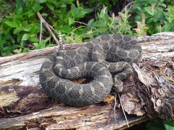 DNR urges public to give eastern massasauga rattlesnake its space